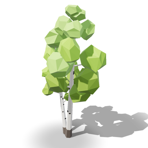 Birch Tree